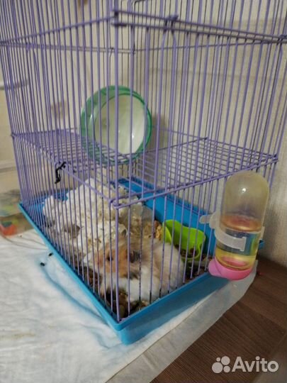 Джунгарский хомяк с клеткой бесплатно