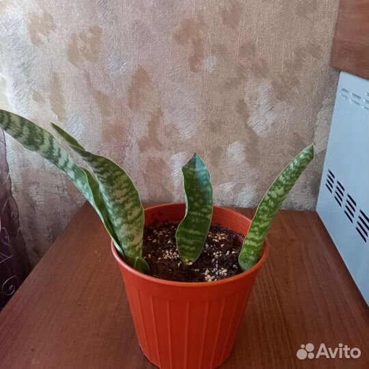 Сансевиерия сортовая