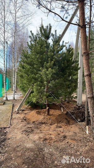 Сосна обыкновенная 5-6 м