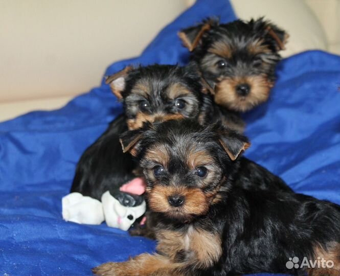 Щенки йорка мини