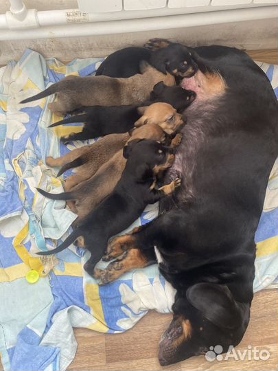 Щенки таксы