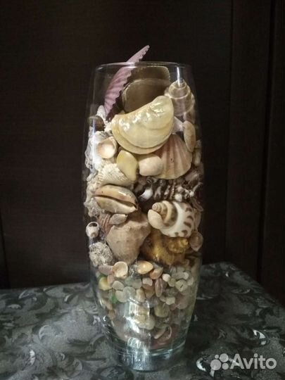 Набор ракушек из разных морей