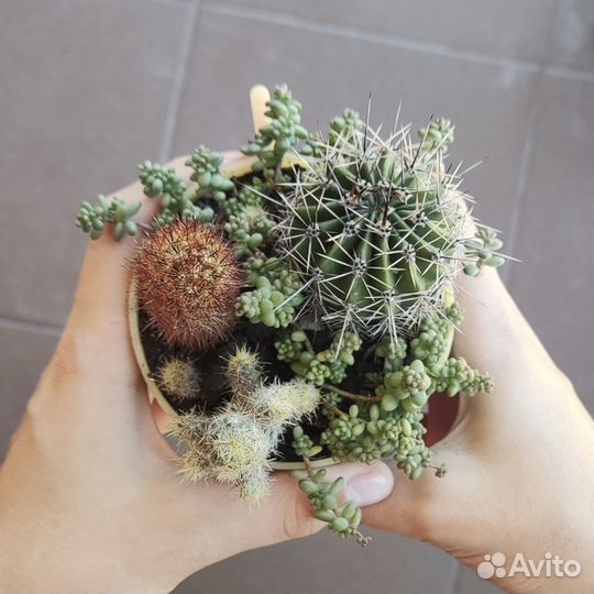 Разные кактусы