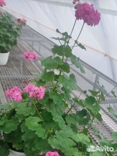 Рассада цветов