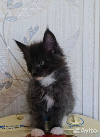 Мейн-кун котята