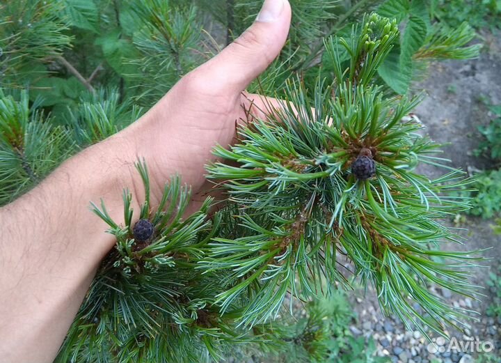 Кедровый стланик саженцы с5