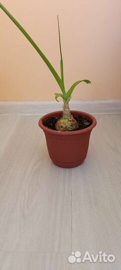 Индийский лук