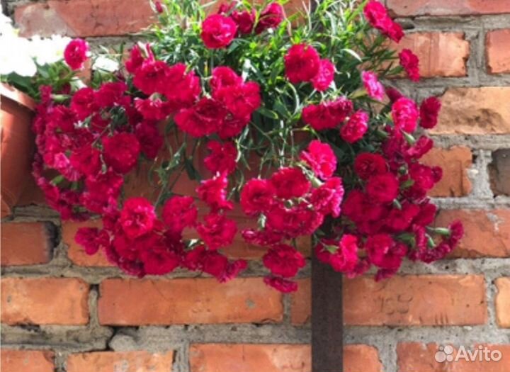Гвоздика ампельная, вышлю почтой