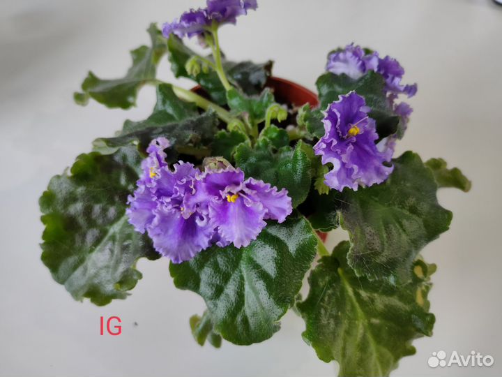 Сортовые фиалки