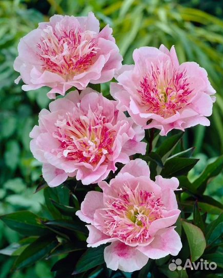 Цветы пионы