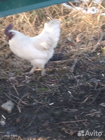 Молодой петушок породы ухейилюй