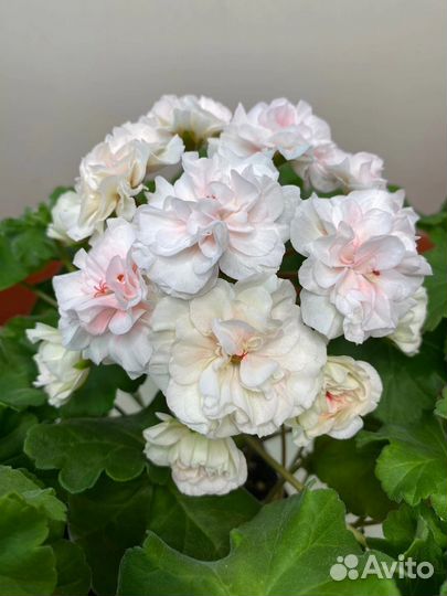 Герань пеларгония