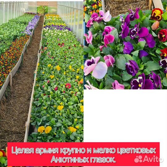 Рассада цветов и овощей. Готовые кашпо