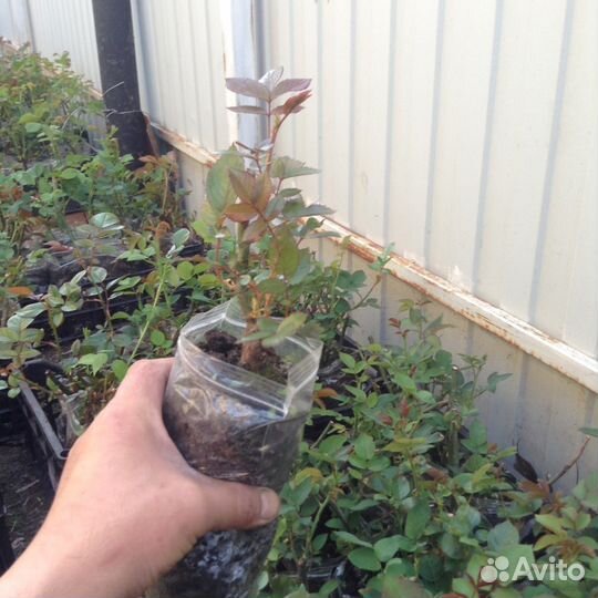 Розы оптом росада