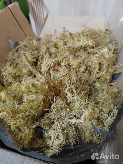 Мох сфагнум, интерьерный наполнитель