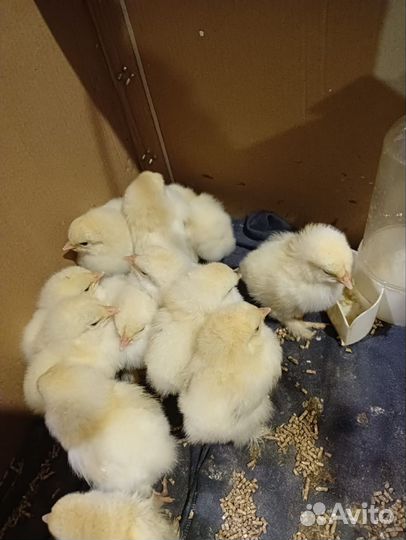 Цыплята и яйцо, Колумбийской брамы