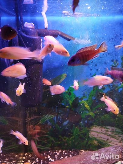 Аквариумные рыбки