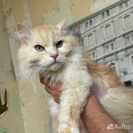 Персидский кот