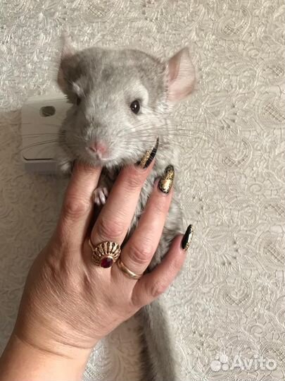 Шиншилла