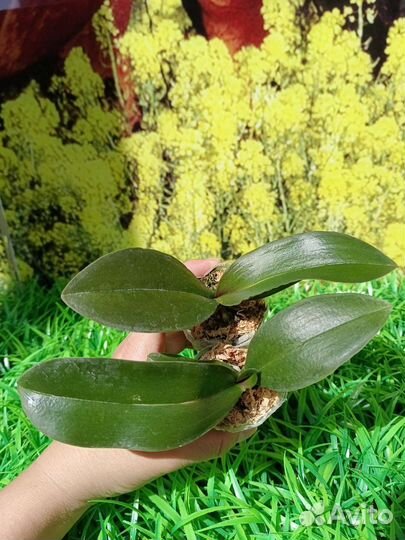 Орхидея фаленопсис бабочка