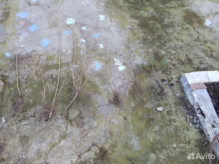 Сирень саженцы