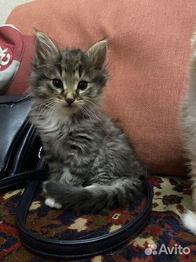 Потомстенные дворяне в добрые руки