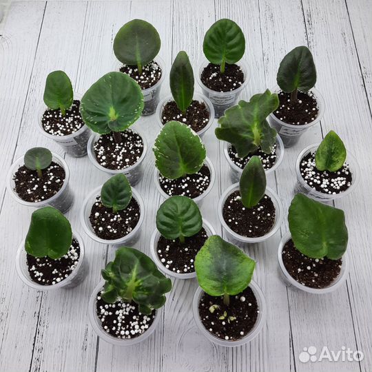 Укорененные листья сортовых фиалок