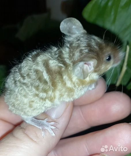 Мышь декоративная,мышь кучерявая,тексель,сатин