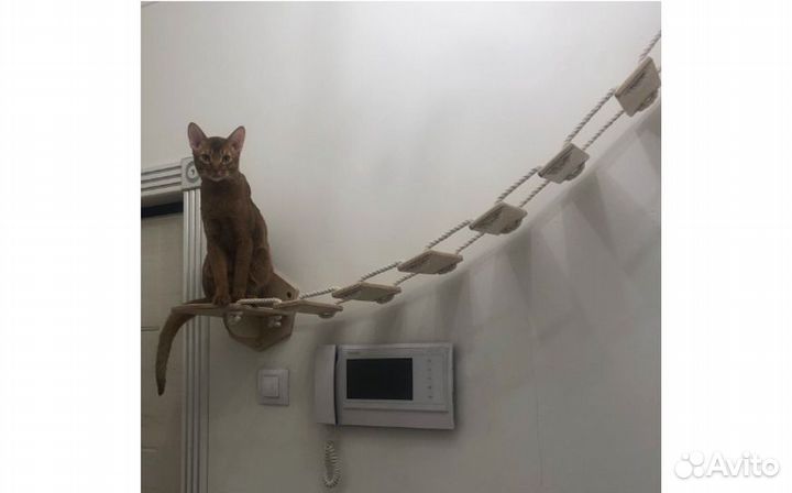 Комплекс для кошки