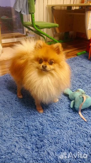 Мини шпиц вязка