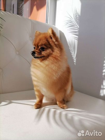 Грумер стрижка собак