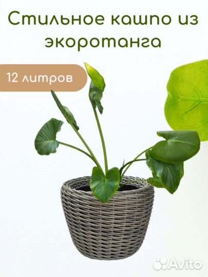 Кашпо из ротанга