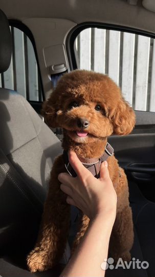 Собака мальтипу