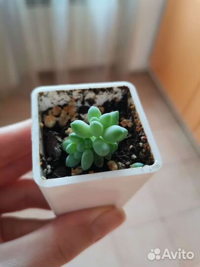 Толстянка и Очиток Моргана