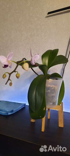 Орхидея фаленопсис бабочка