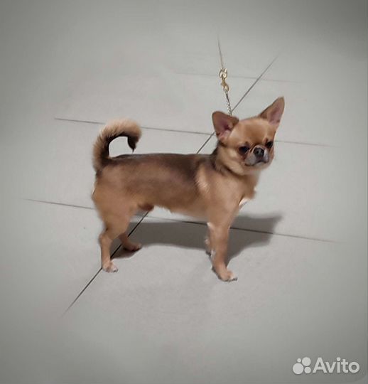 Кобель Чемпион Вязка