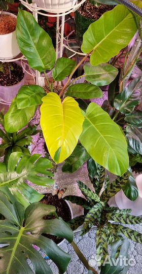 Сукуленты филодендроны сингониумы монстеры