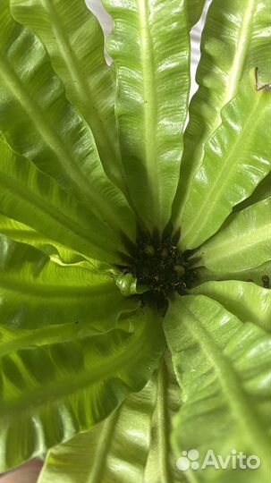 Папоротник асплениум гнездовой