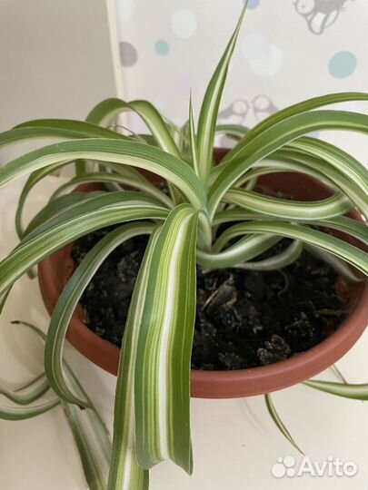 Хлорофитум кудрявый