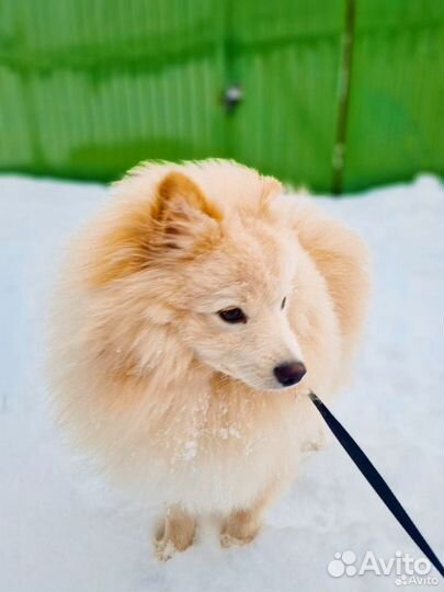 Немецкий шпиц