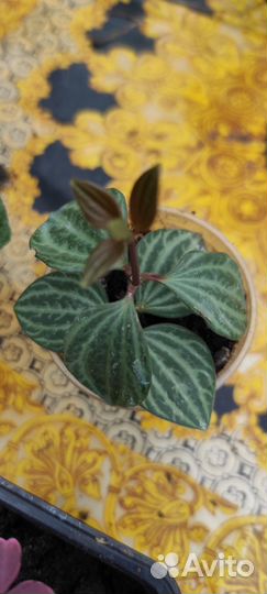 Комнатные цветы