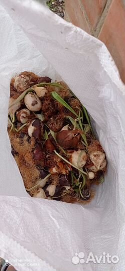 Луковицы тюльпана после выгонки