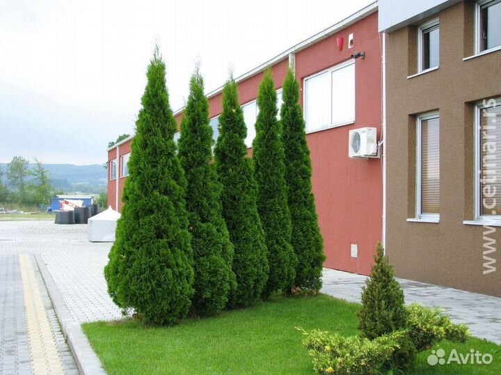 Туя Колумна Западная 1,4-1,6 м