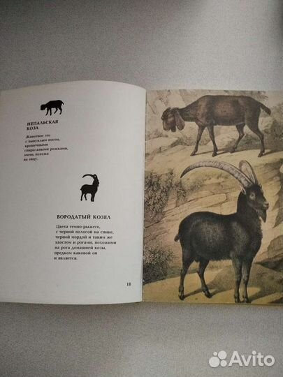 Энциклопедия для малышей