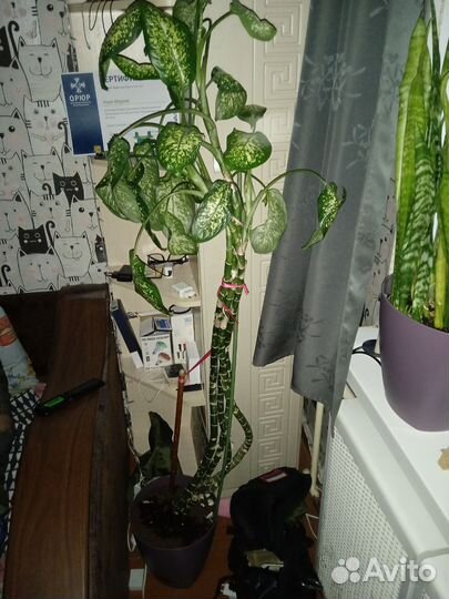 Комнатный цветок