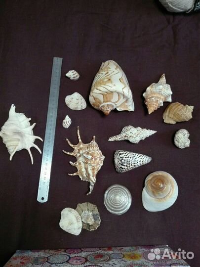Большие ракушки океанические и морские, цена за вс