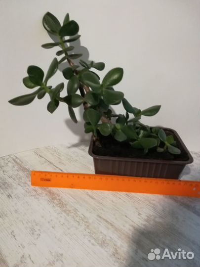 Продам толстянку