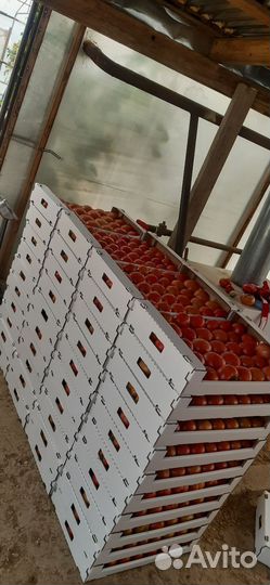 Рассада томатов