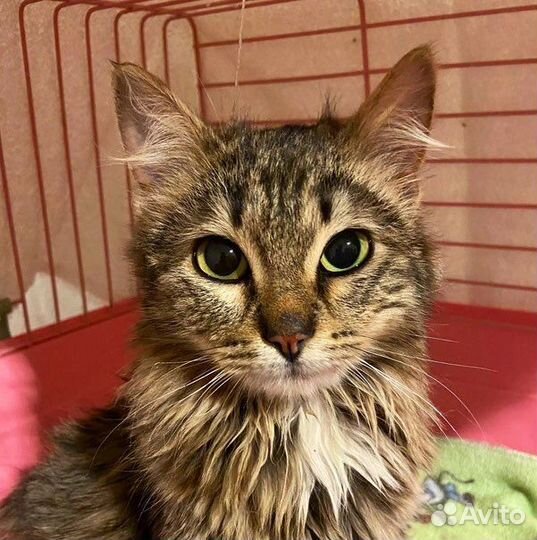 Котенок подросток