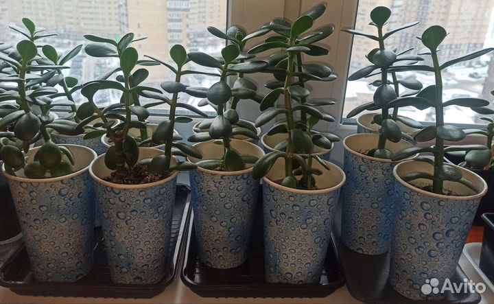 Денежные дерева (крассула, толстянка)